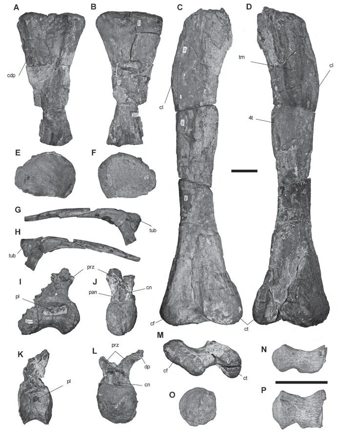Atacamatitan chilensis