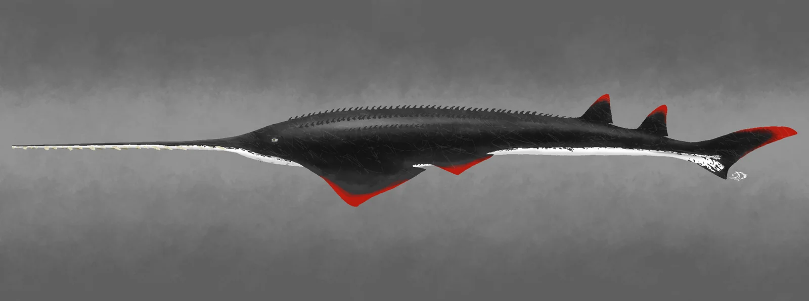 Atlanticopristis equatorialis
