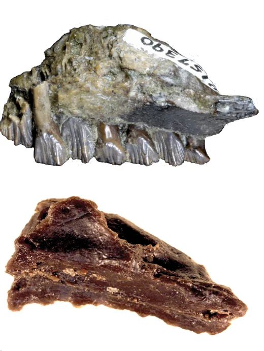 Atlascopcosaurus loadsi