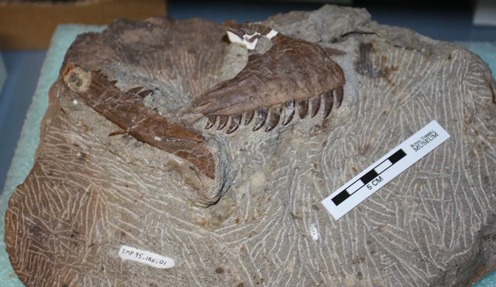 Atrociraptor marshalli
