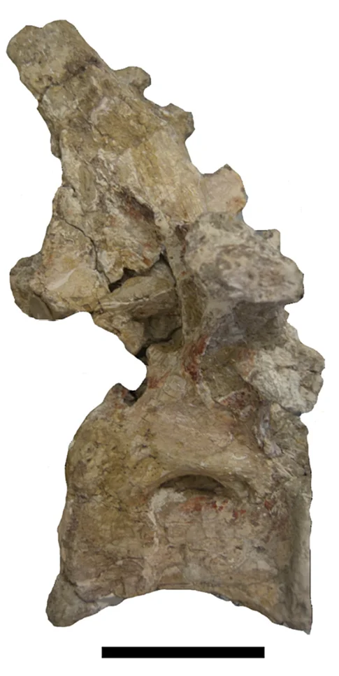 Atsinganosaurus velauciensis