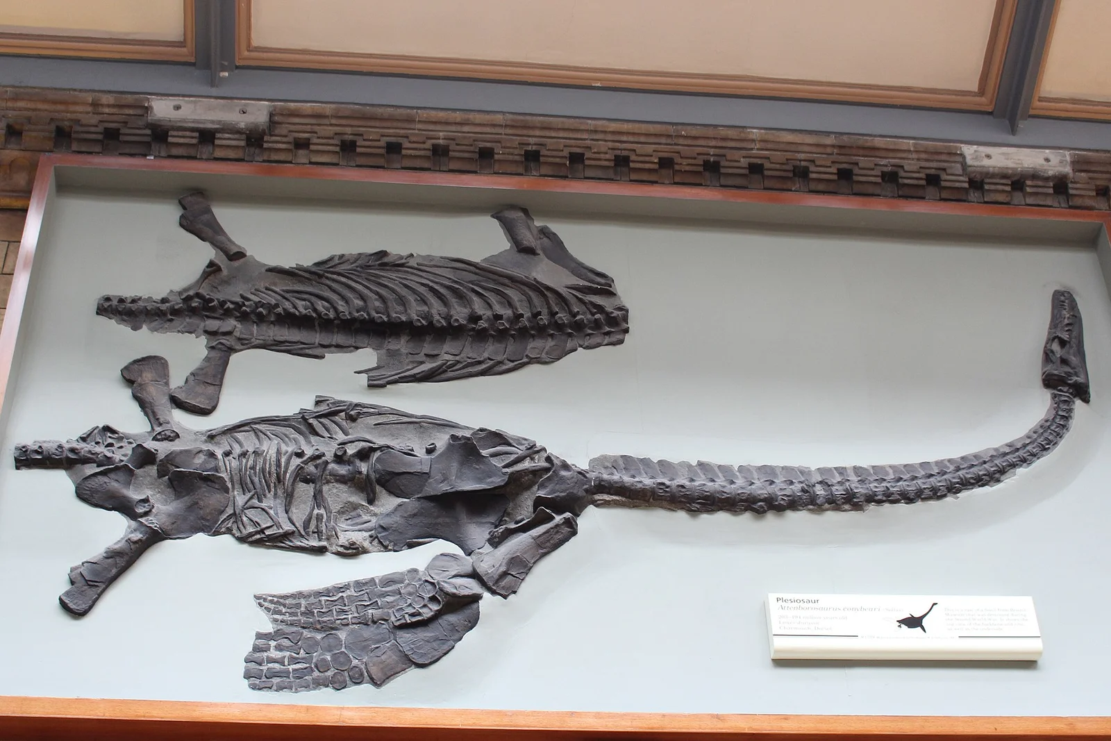 Attenborosaurus conybeari