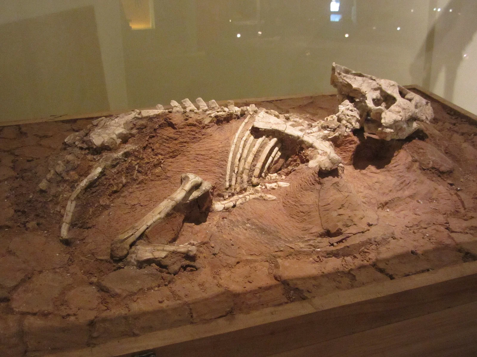 Auroraceratops rugosus