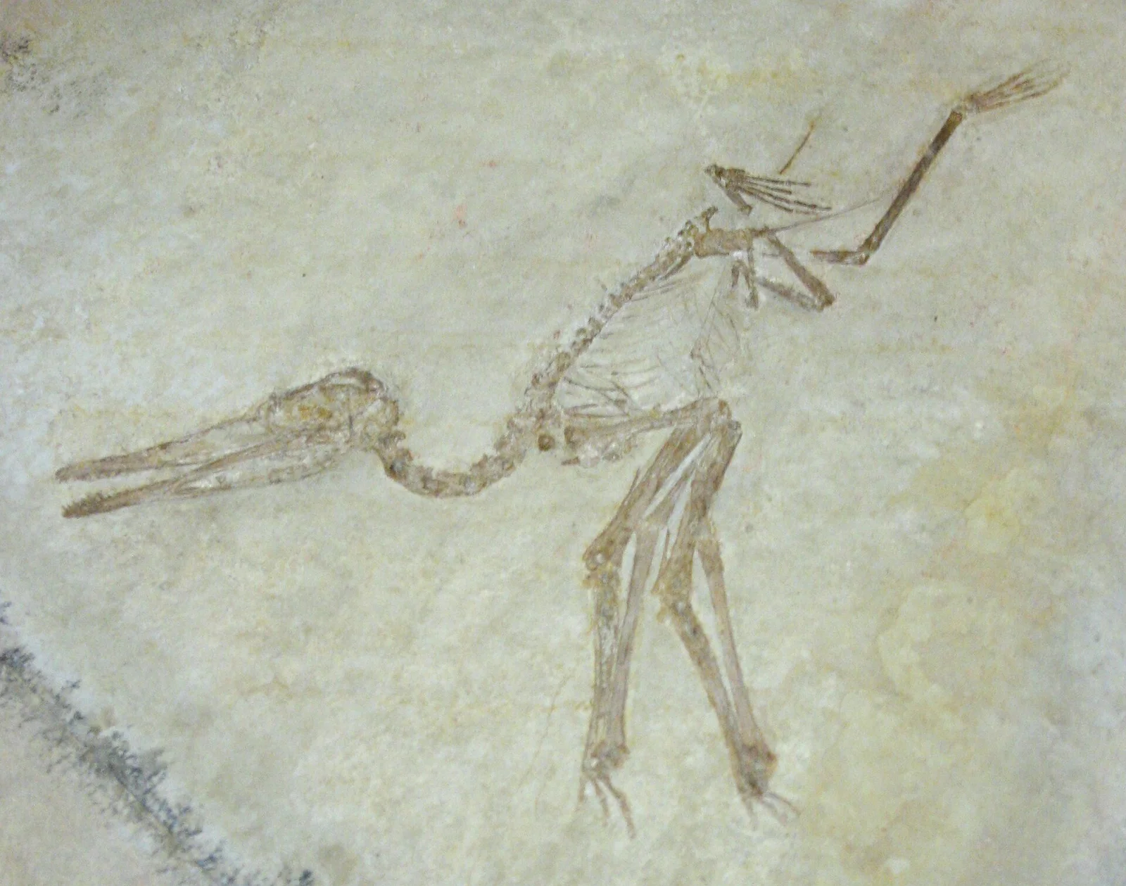 Aurorazhdarcho primordius