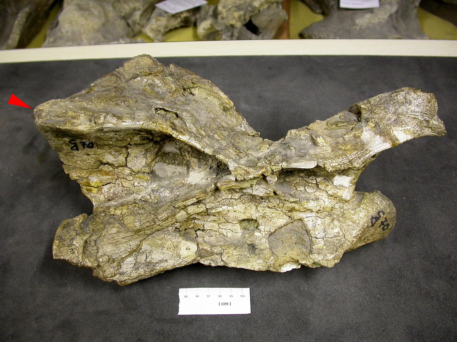 Australodocus bohetii