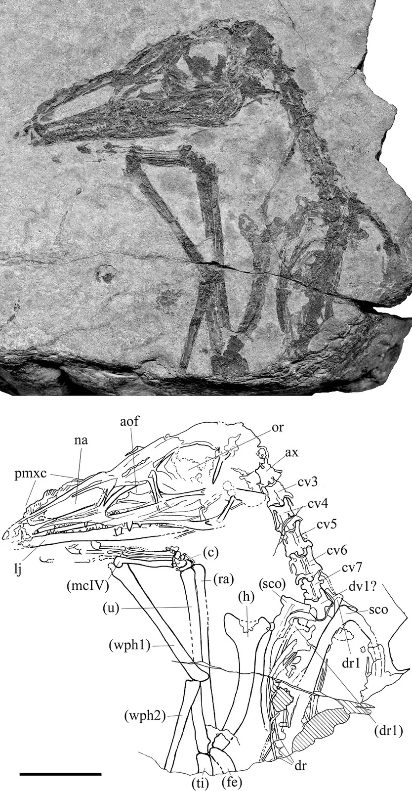 Austriadactylus cristatus