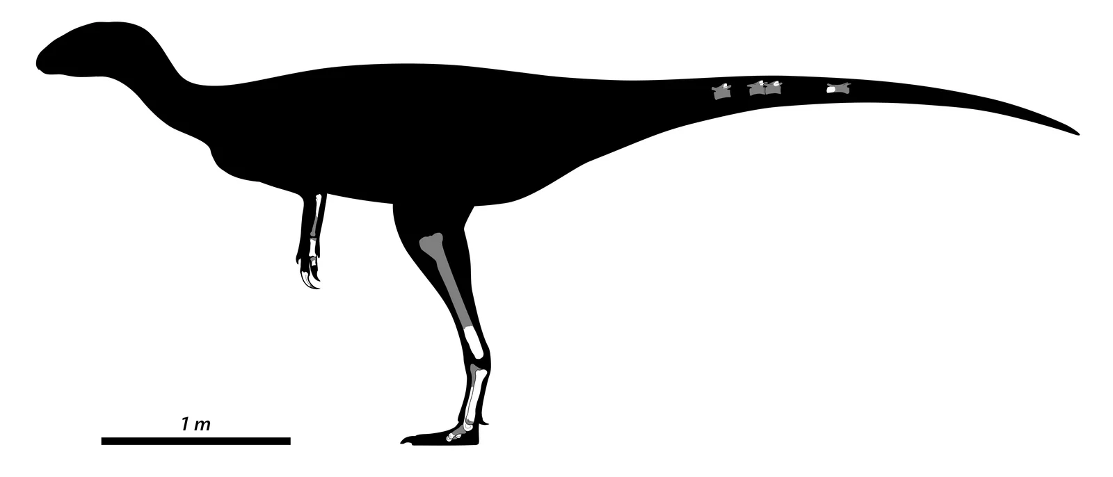Austrocheirus isasii