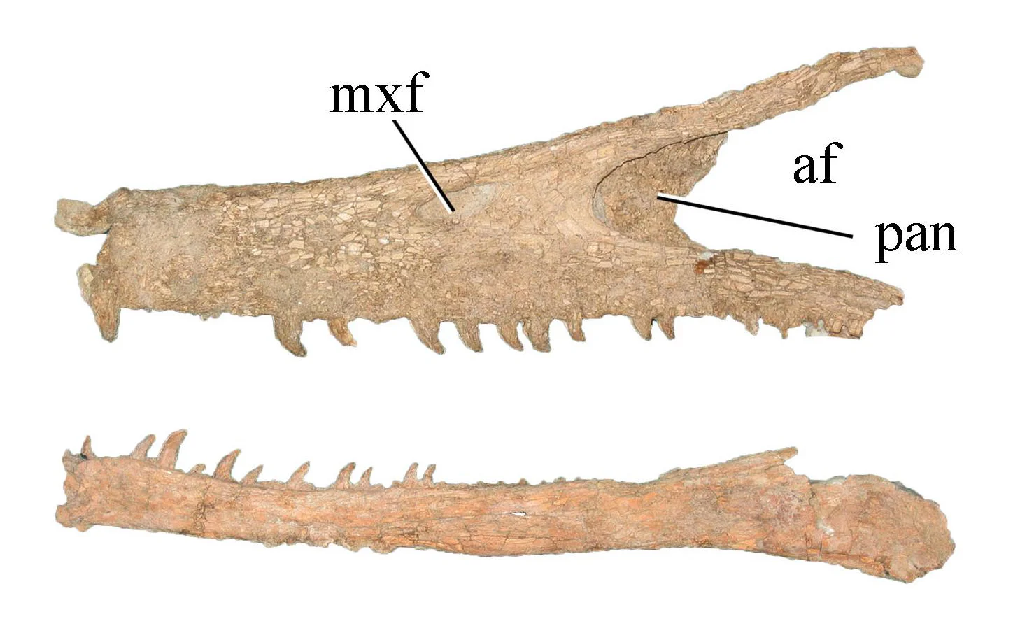 Austroraptor cabazai
