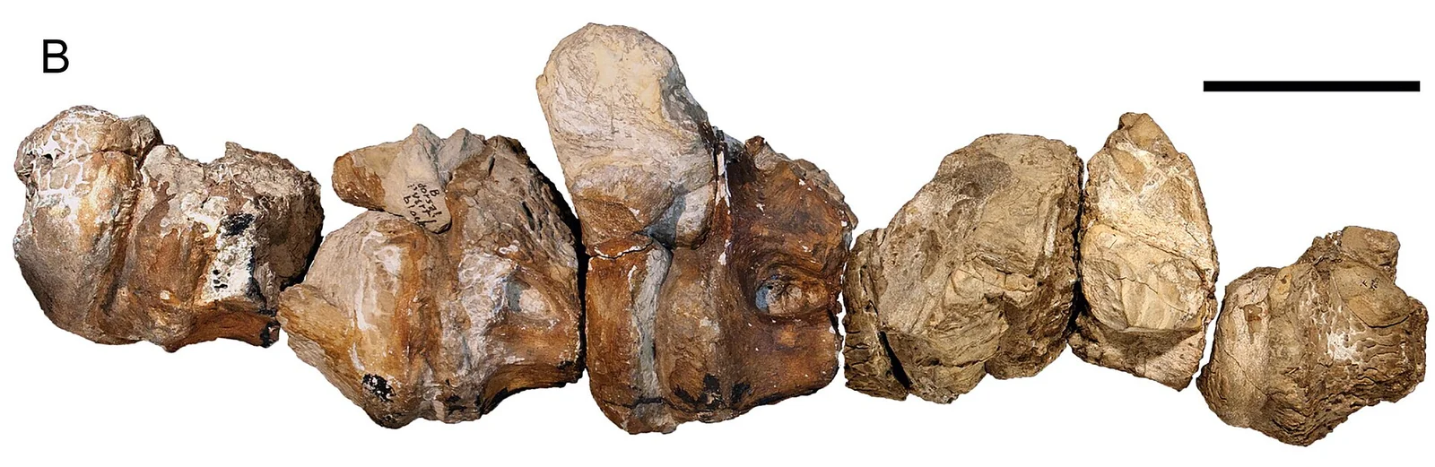 Austrosaurus mckillopi