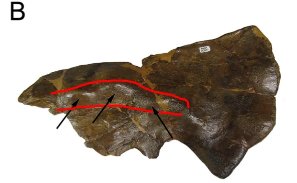 Avaceratops lammersi