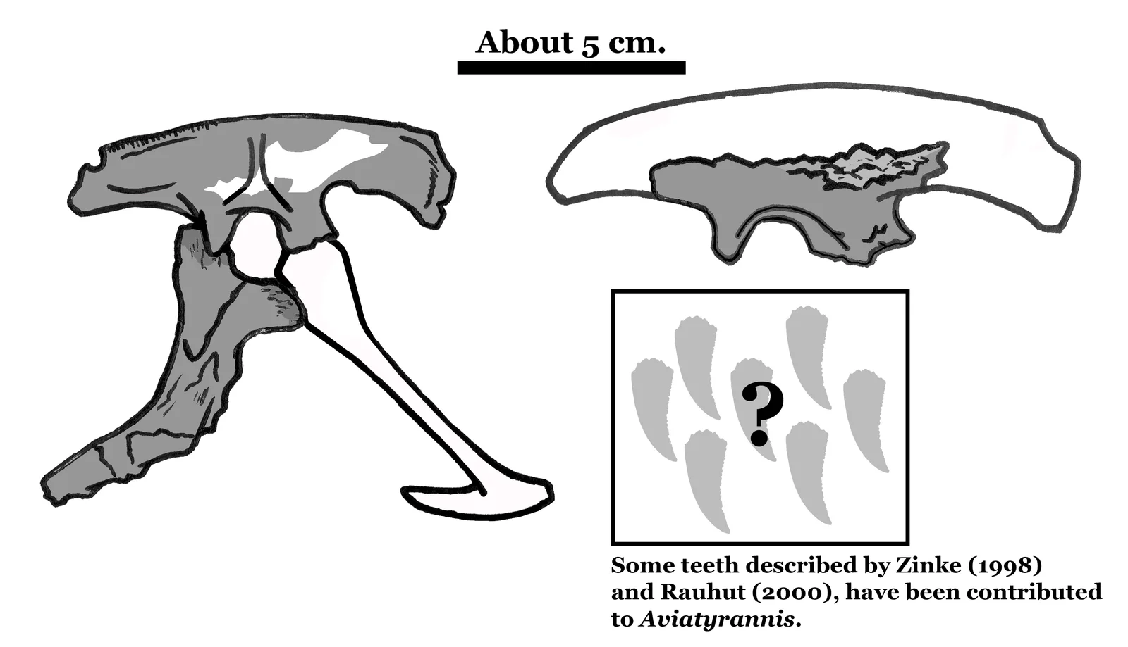Aviatyrannis jurassica
