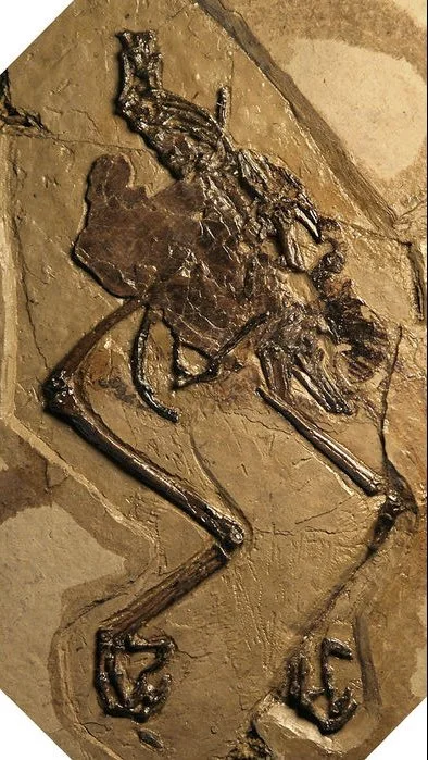 Avimaia schweitzerae