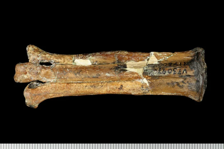 Avisaurus archibaldi