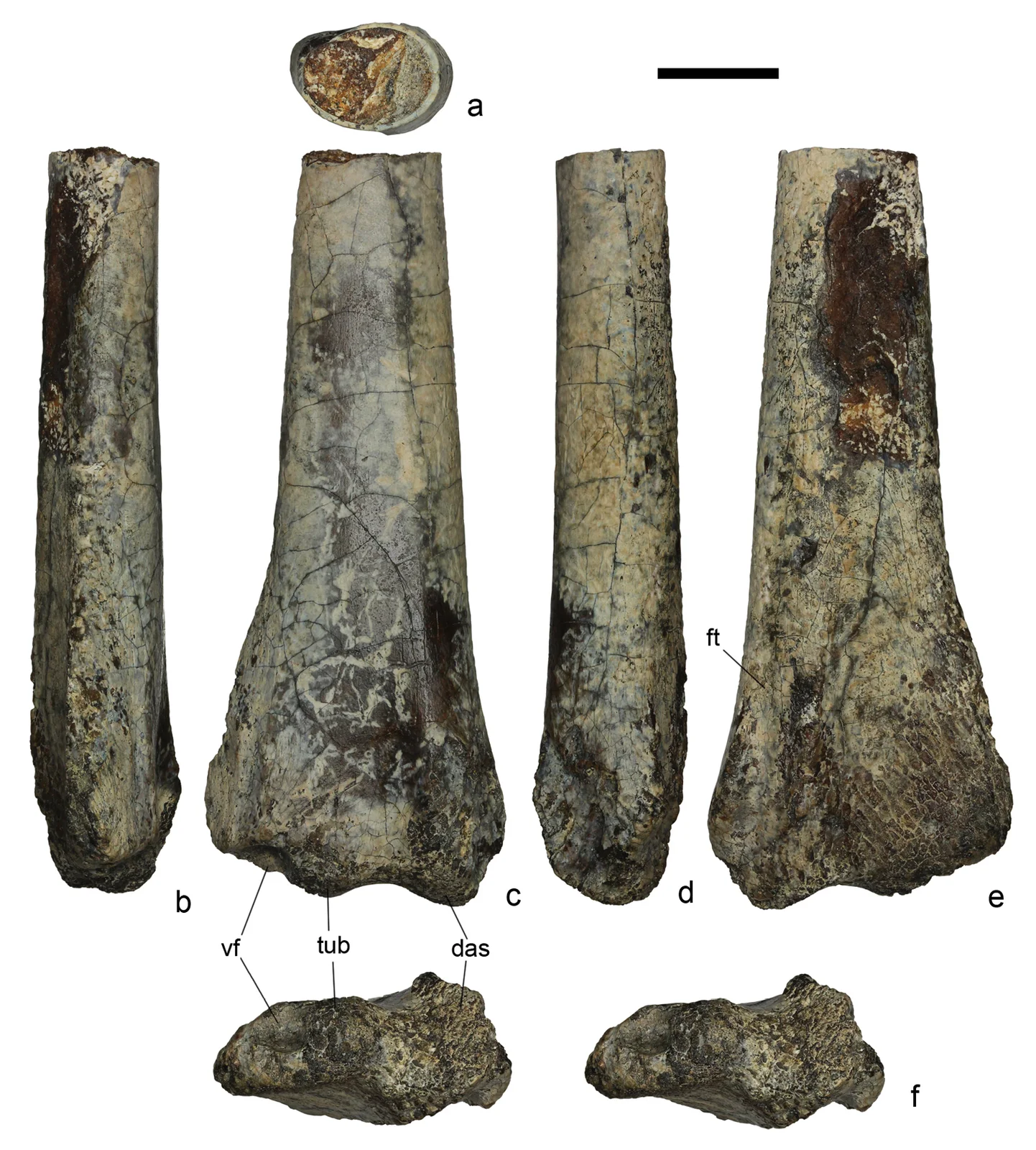Azhdarcho lancicollis