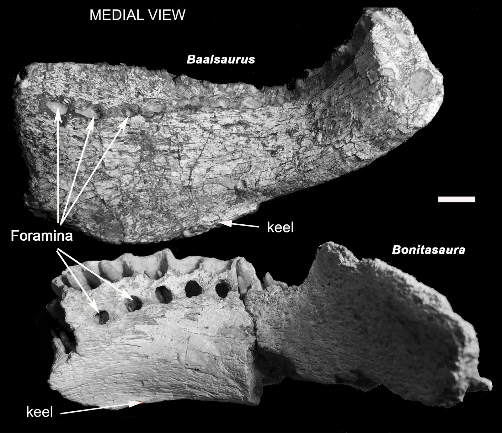 Baalsaurus mansillai
