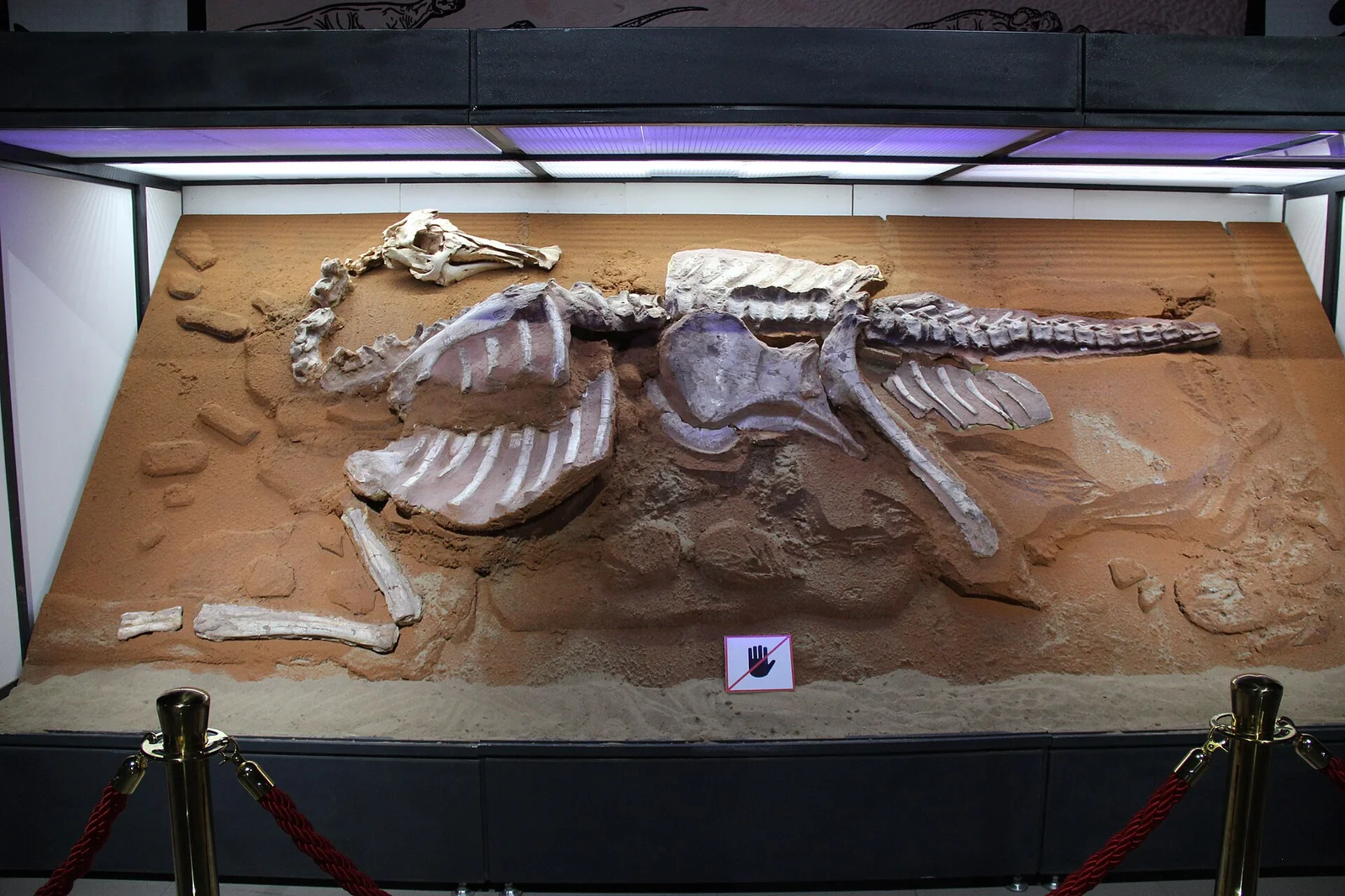 Bactrosaurus johnsoni