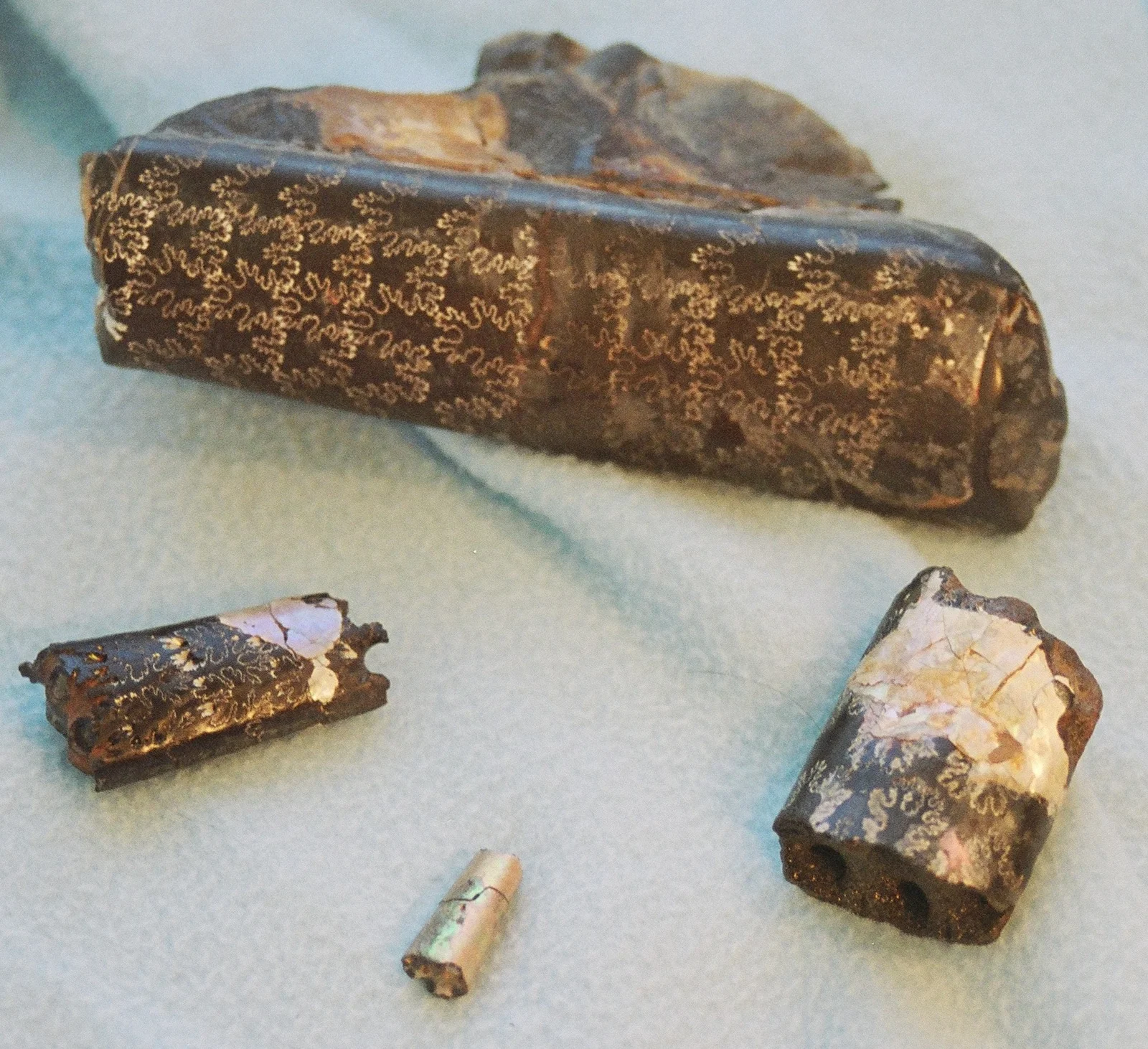 Baculites aquilaensis