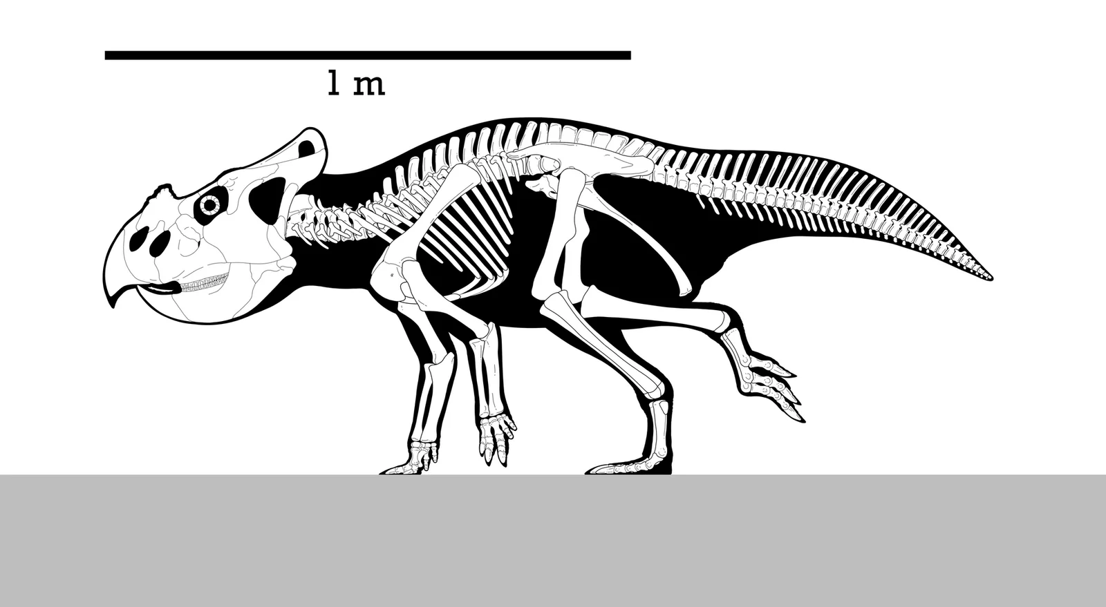 Bagaceratops rozhdestvenskyi