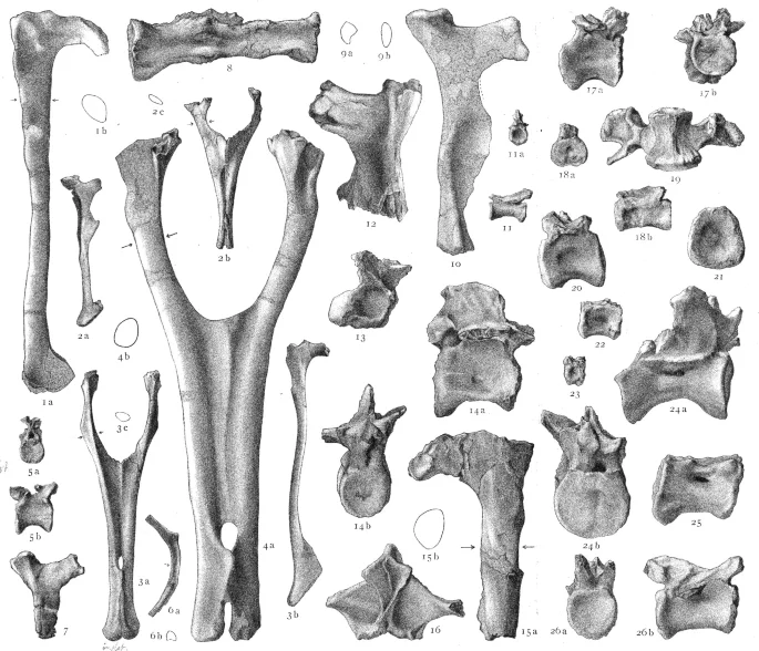 Bahariasaurus ingens