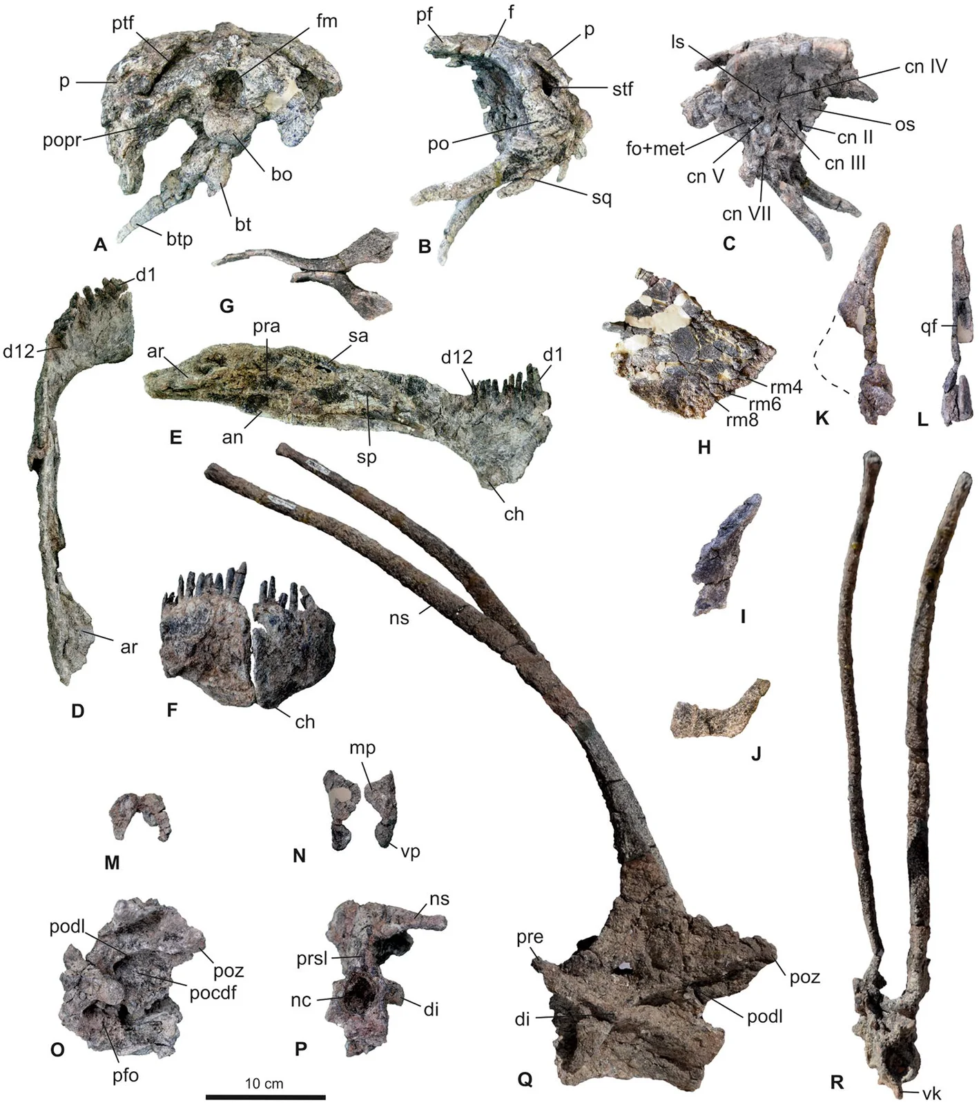 Bajadasaurus pronuspinax