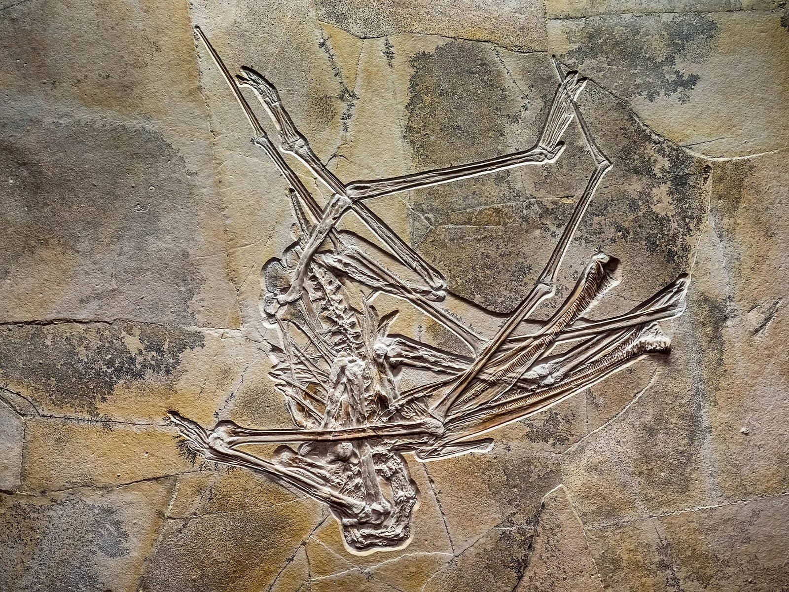 Balaenognathus maeuseri