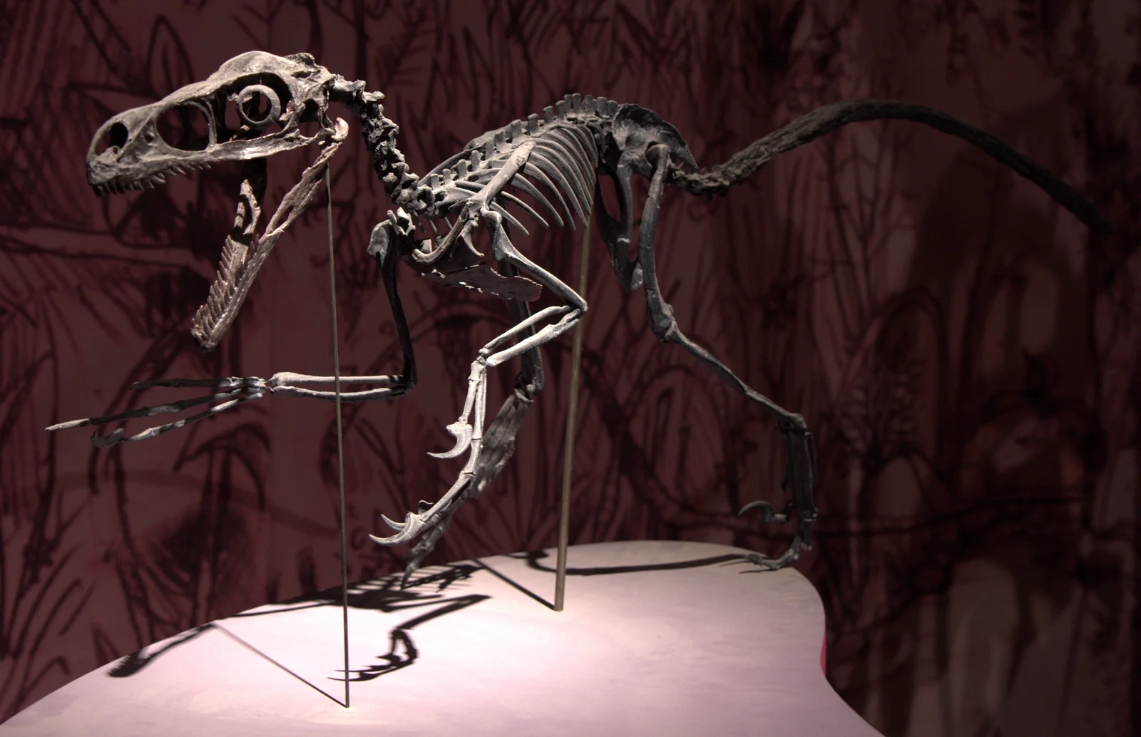 Bambiraptor feinbergi