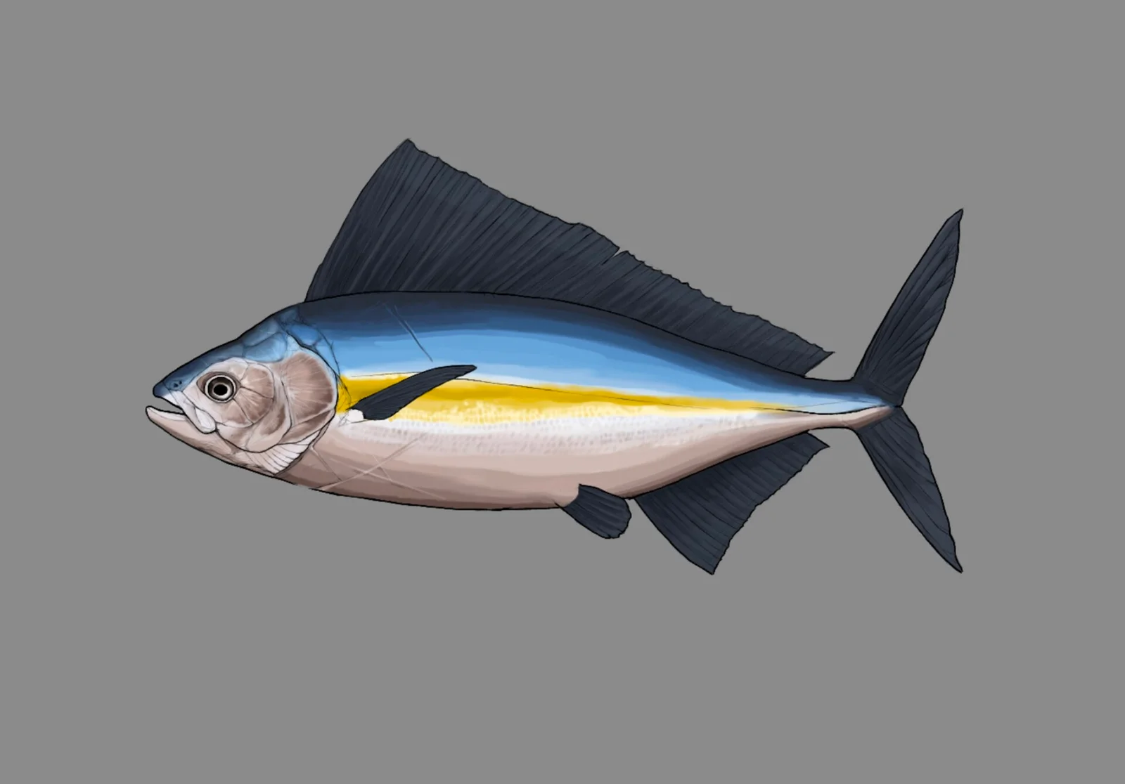 Bananogmius zitteli