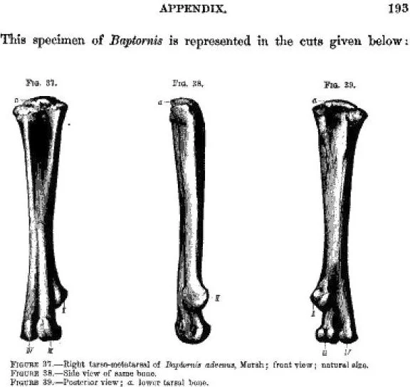 Baptornis advenus