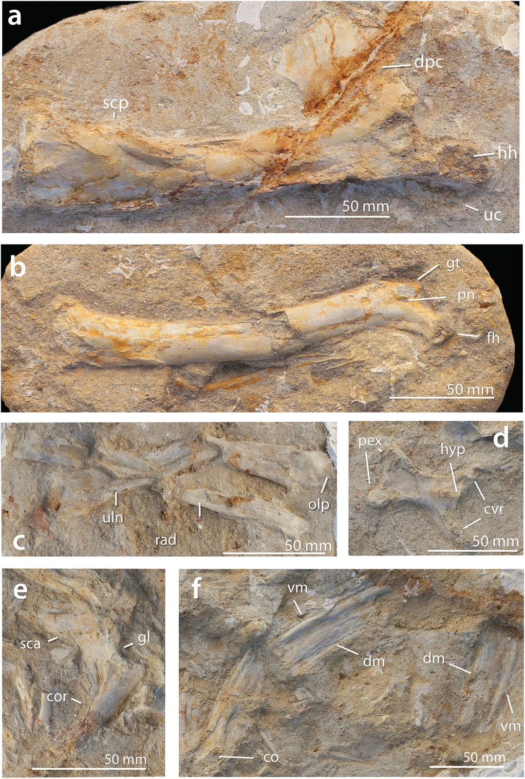 Barbaridactylus grandis