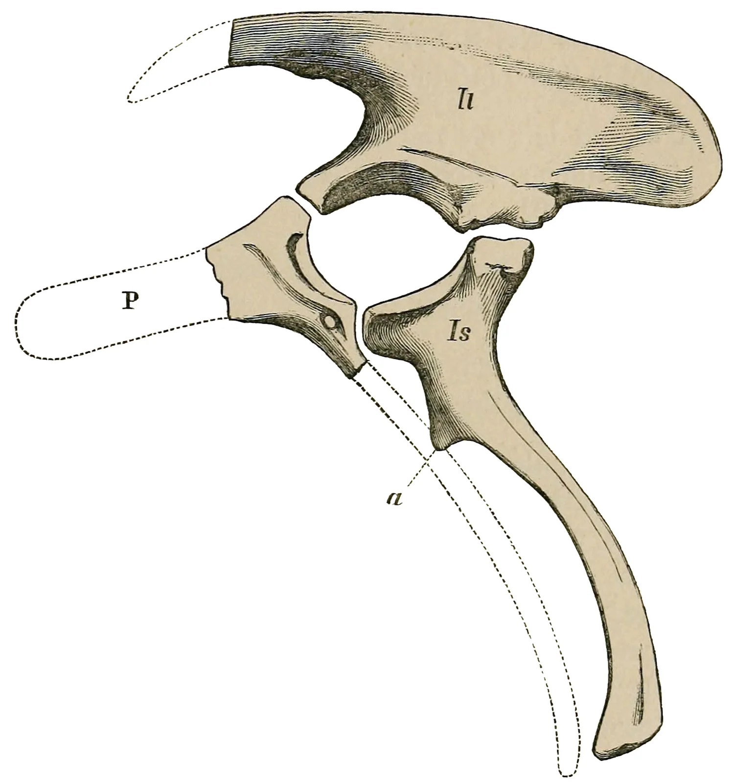 Barilium dawsoni