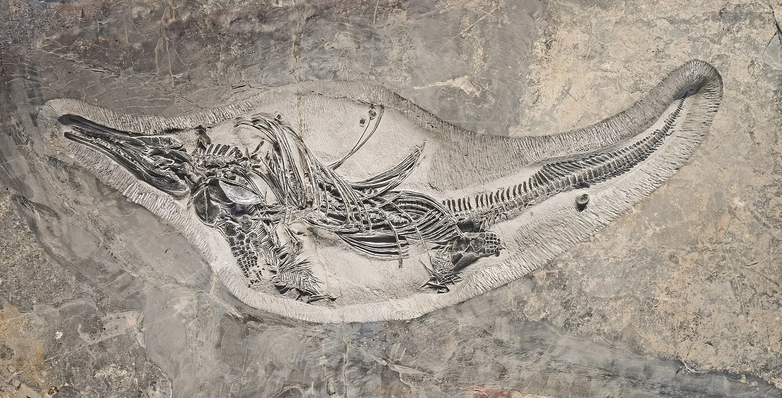 Barracudasauroides panxianensis