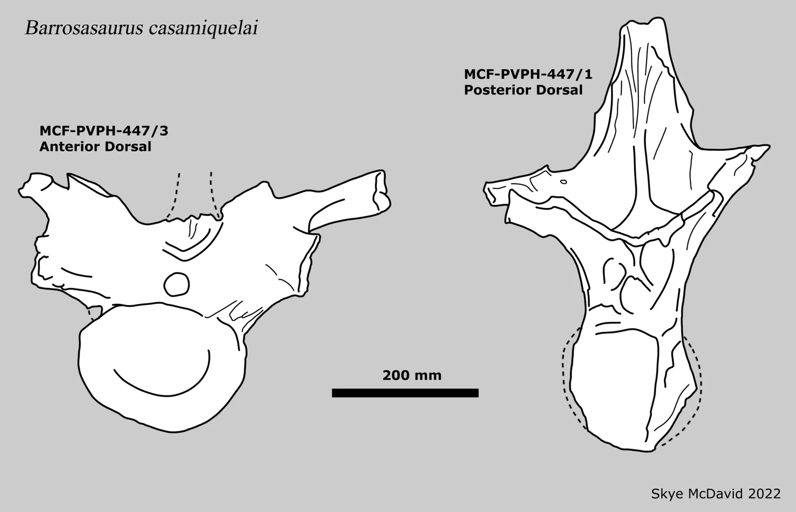 Barrosasaurus casamiquelai