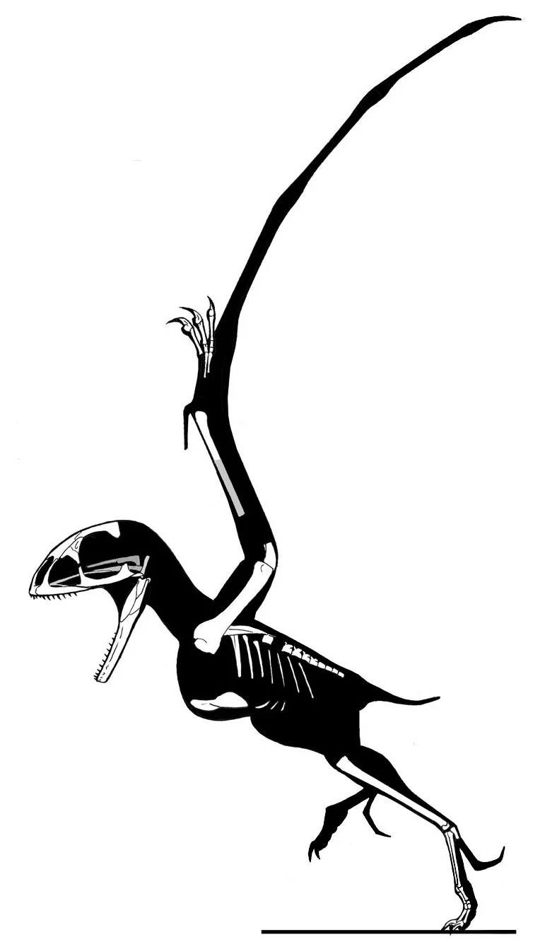 Batrachognathus volans
