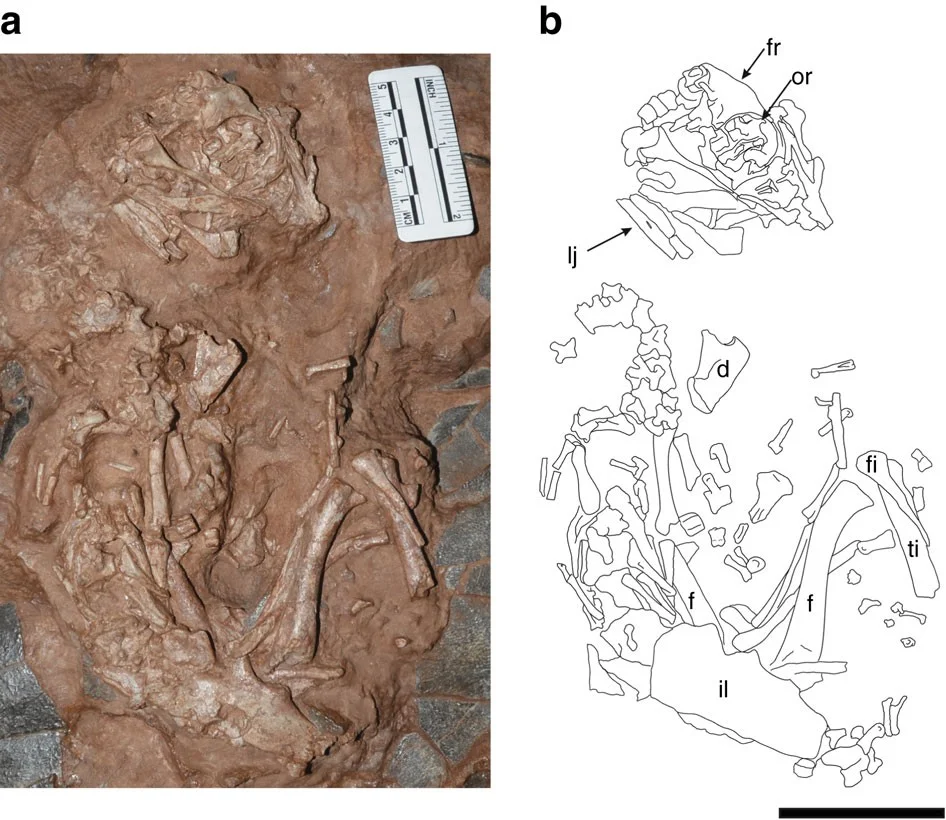 Beibeilong sinensis