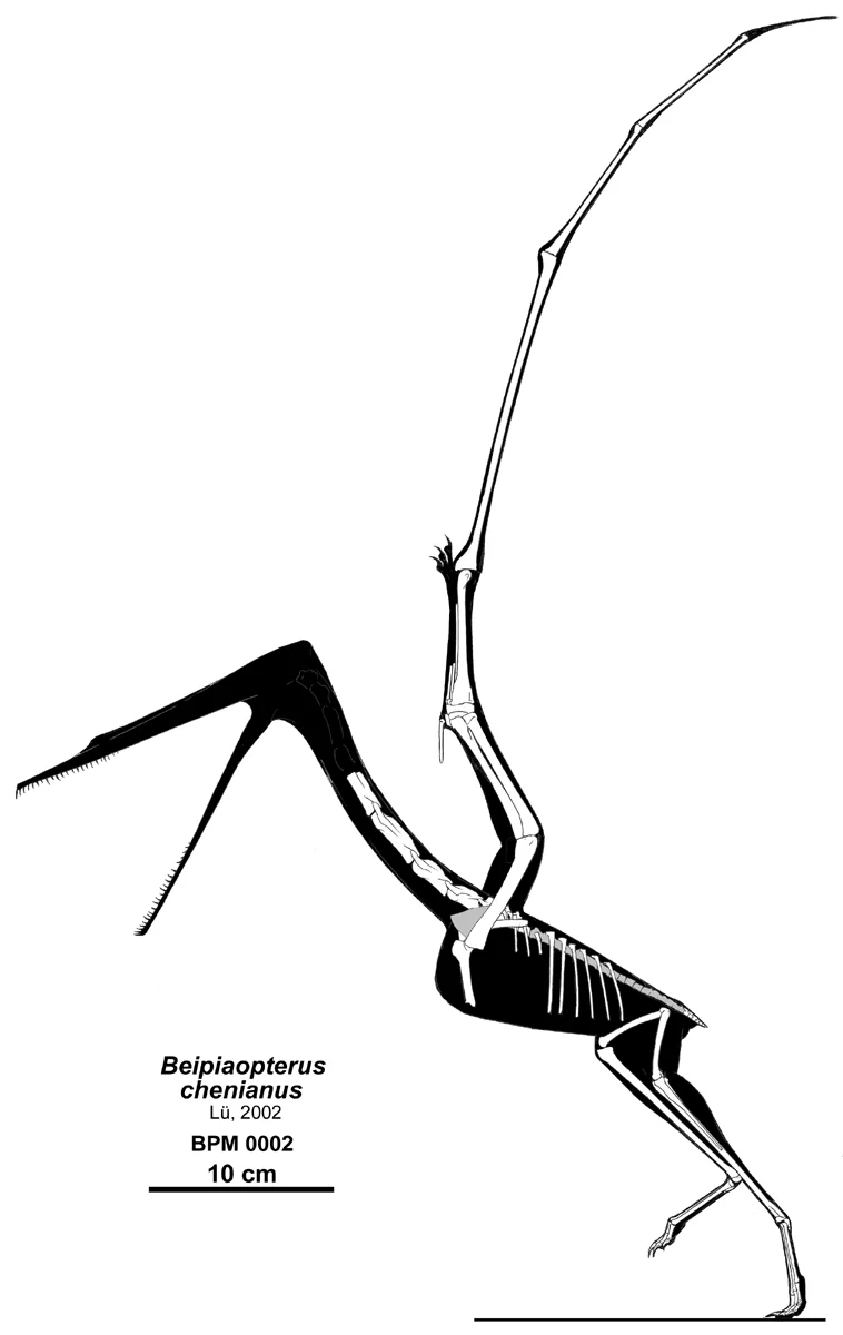 Beipiaopterus chenianus