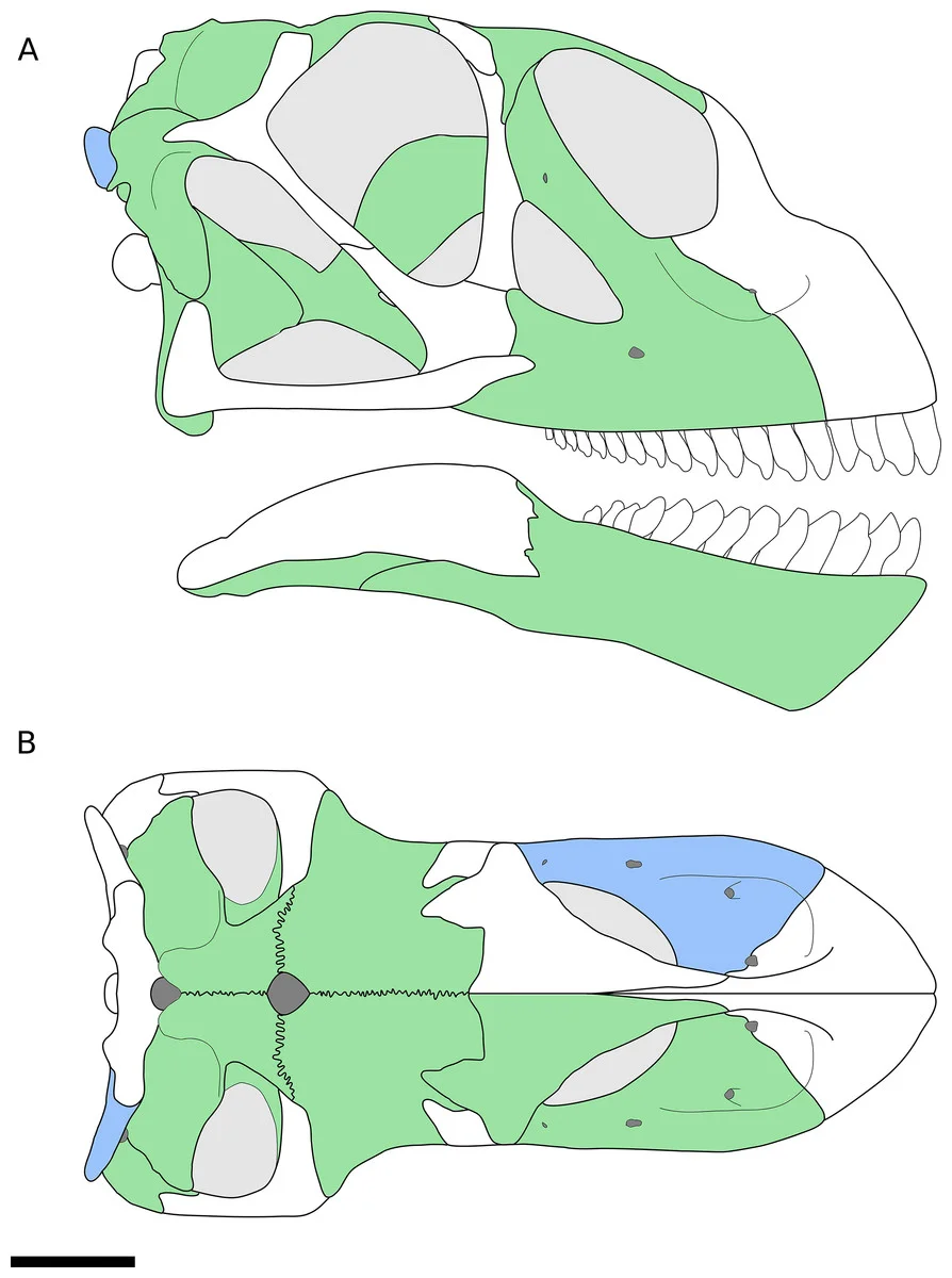 Bellusaurus sui