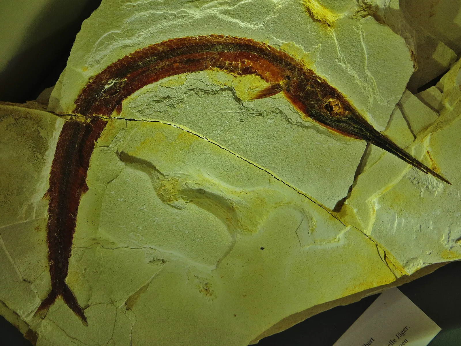 Belonostomus longirostris
