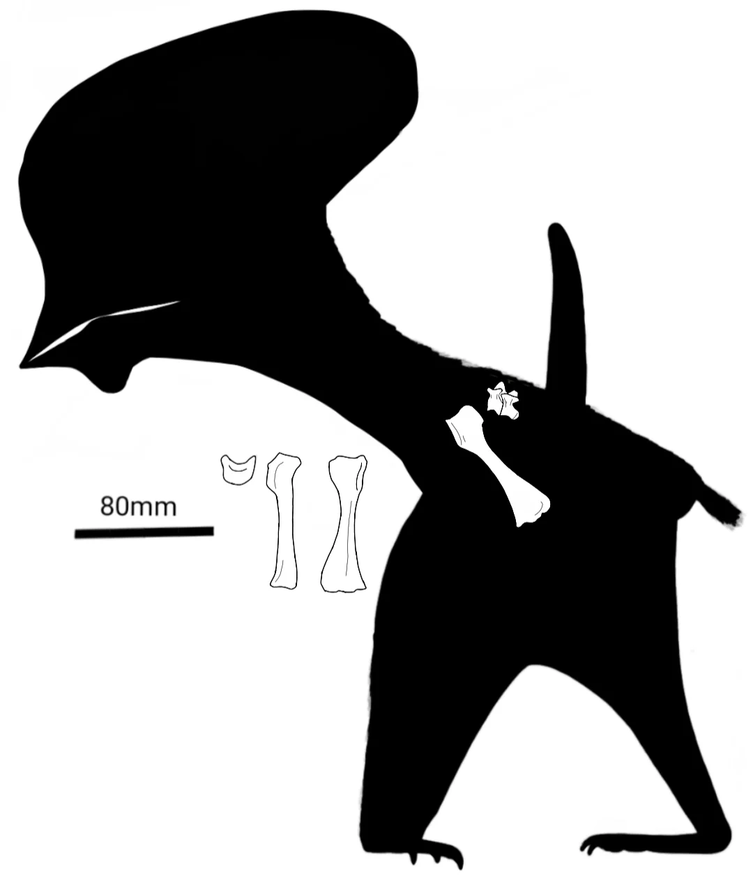 Bennettazhia oregonensis