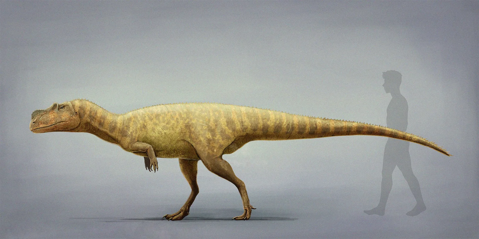 Berberosaurus liassicus