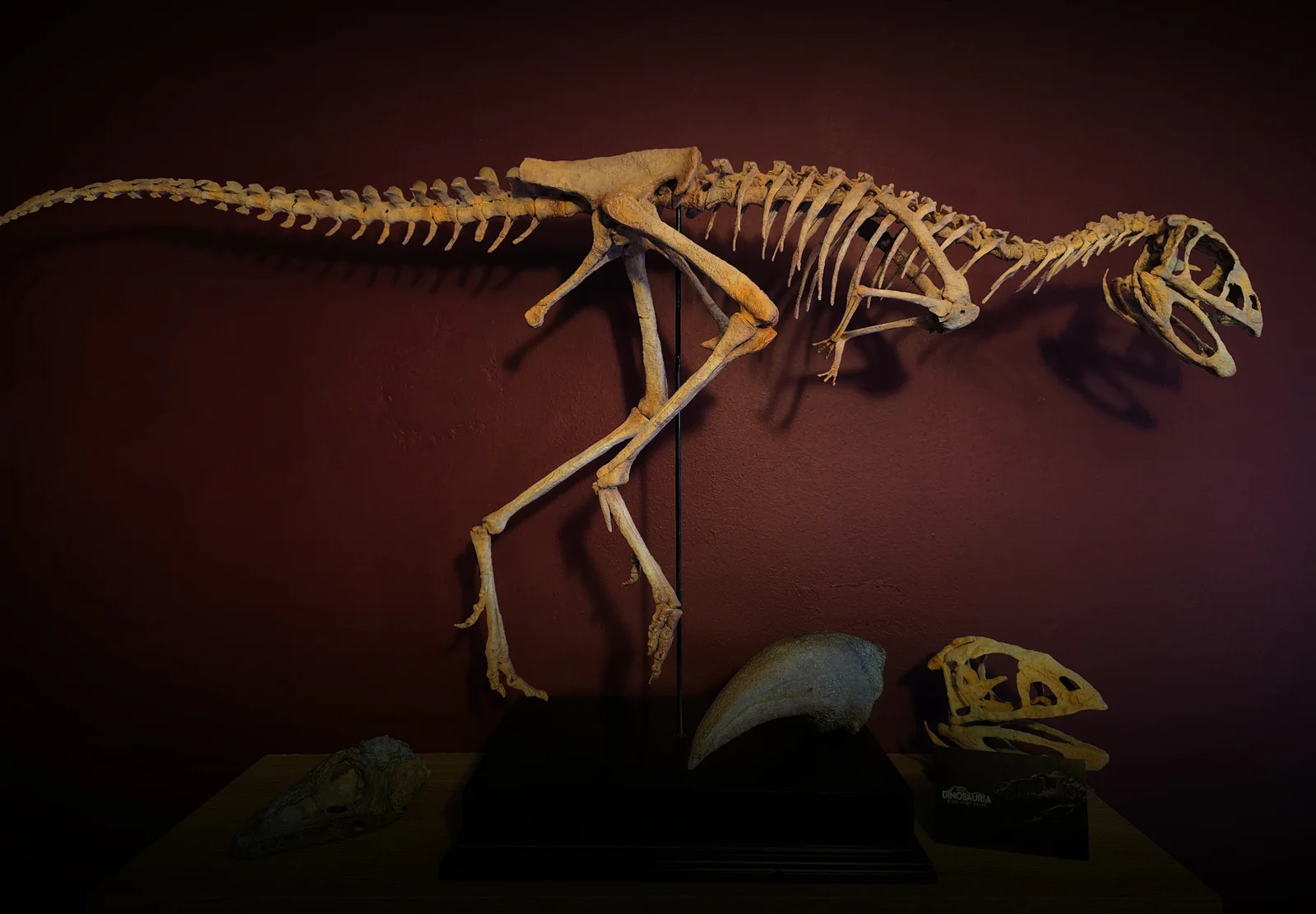 Berthasaura leopoldinae