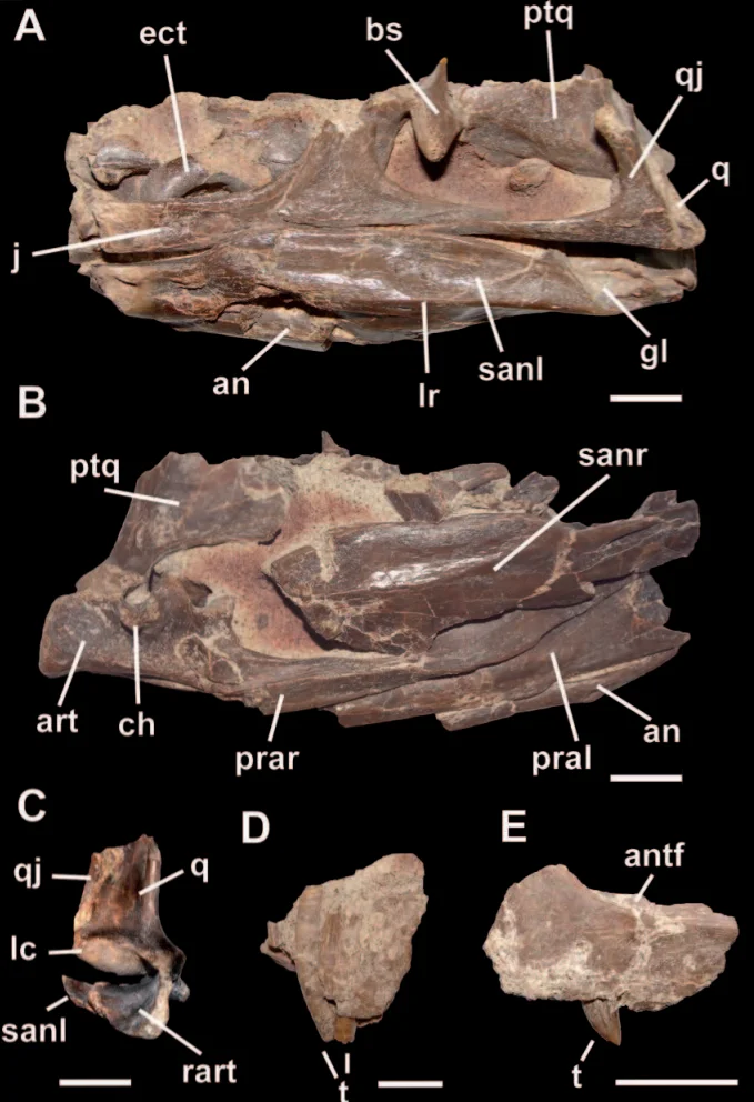 Bicentenaria argentina