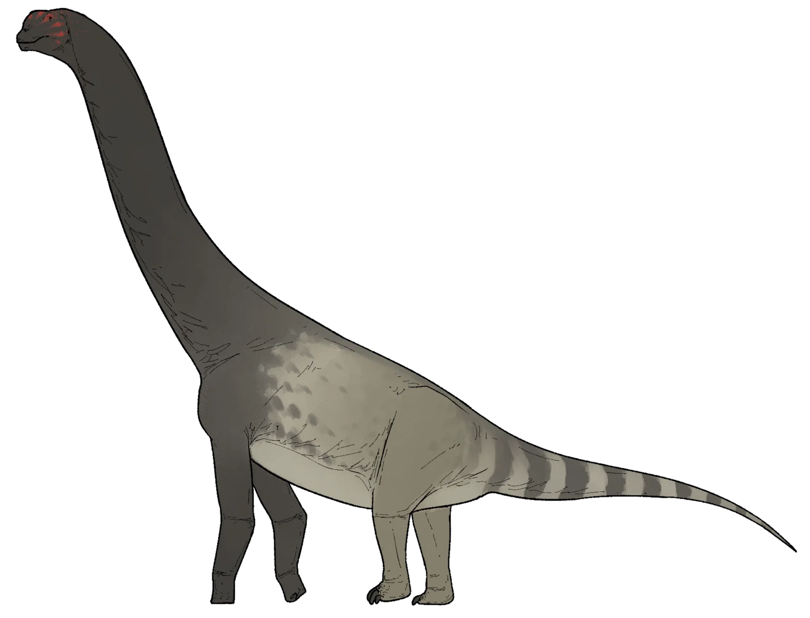 Bicharracosaurus dionidei
