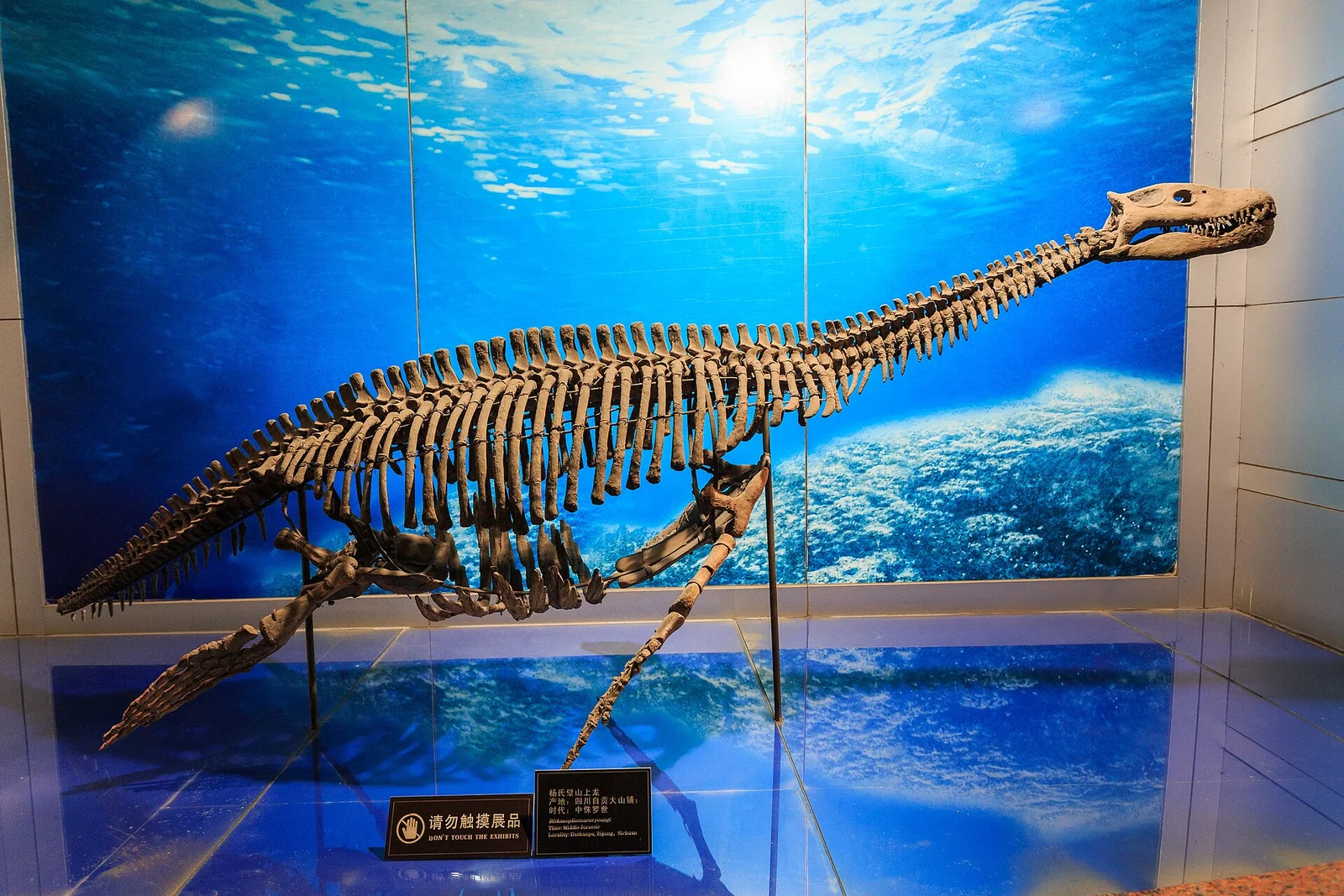 Bishanopliosaurus youngi