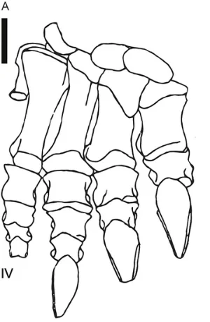 Blikanasaurus cromptoni