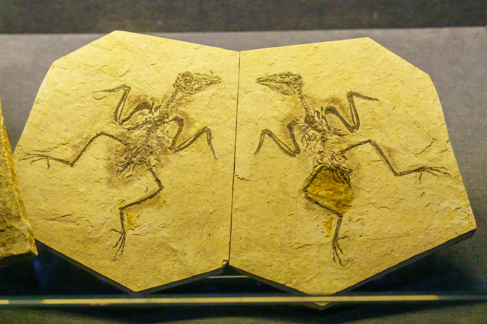 Bohaiornis guoi