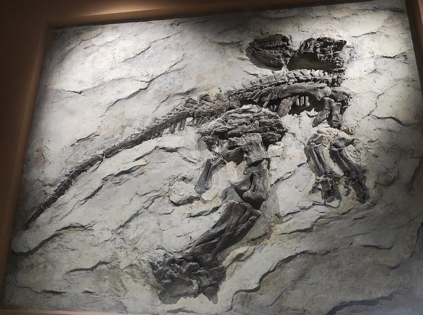 Bolong yixianensis