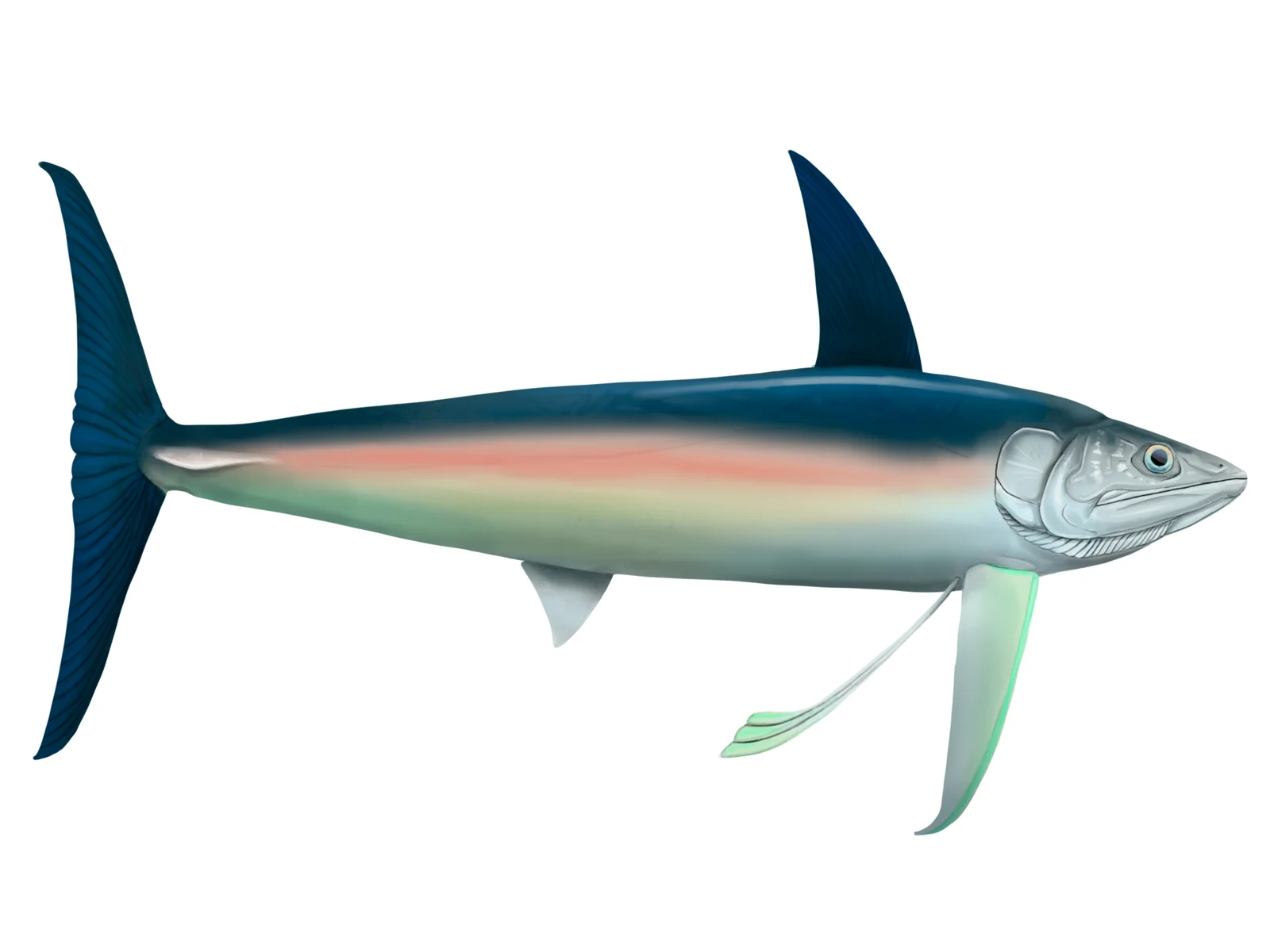 Bonnerichthys gladius