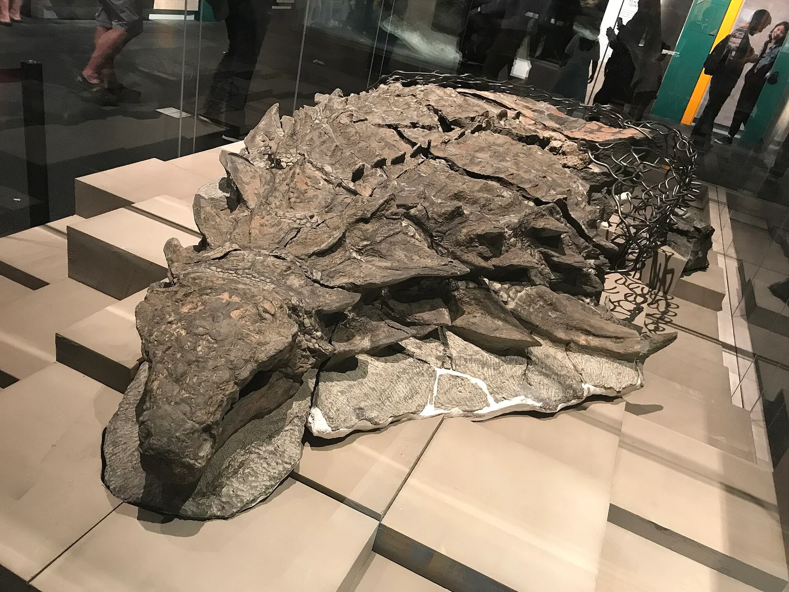 Borealopelta markmitchelli