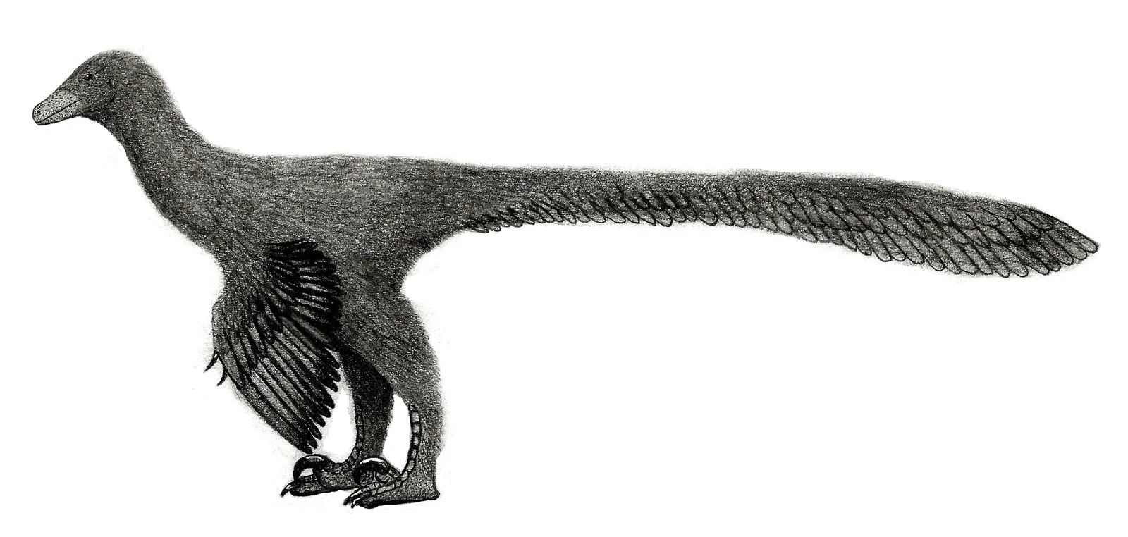 Boreonykus certekorum