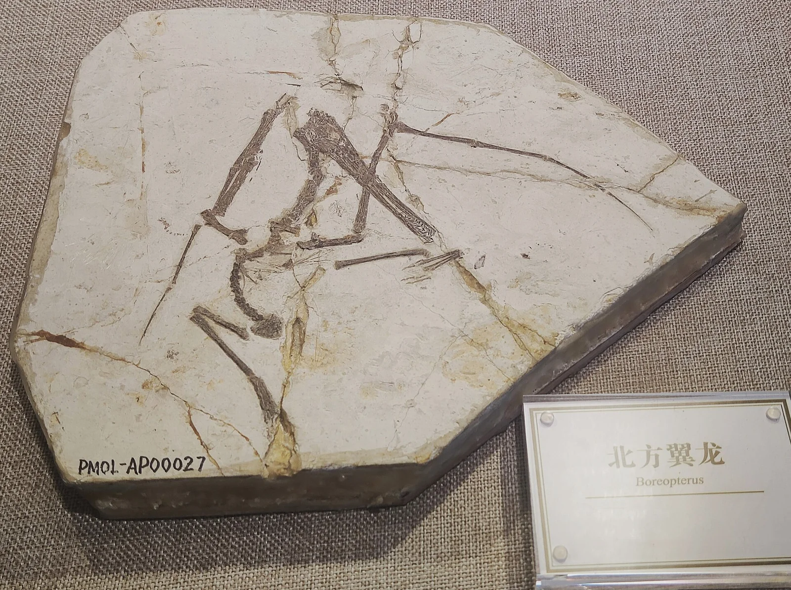 Boreopterus giganticus